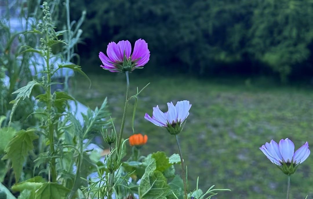 61新